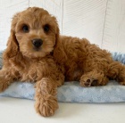 Prod�m roztomil� �t���tka Cavapoo.