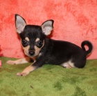 Prod�m �t��ata �ivavy.