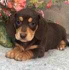 Prod�m �t��ata jezev��ka.