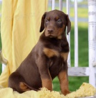 Prod�m roztomil� �t���tka dobrmana.