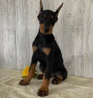 Prod�m roztomil� �t���tka dobrmana.