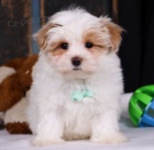 Prod�m �t��ata Maltipoo