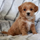 Prod�m �t��ata Maltipoo