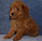 Prod�m �t��ata pudla.