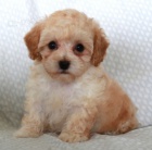 Prod�m �t��ata pudla.