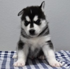 �t��ata sibi�sk�ho huskyho jsou p�ipravena k prodeji.