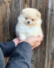 miniaturn� �t��ata pomeranian� na prodej.