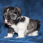 Prod�m zdrav� �t��ata mal�ho kn�ra�e.