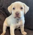 Prod�m �t��ata labradorsk�ho retr�vra.