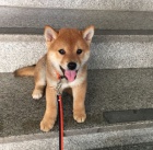 Prod�m roztomil� mini o�kovan� �t���tka shiba inu