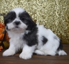 Prod�m mini rozko�n� o�kovan� �t��ata SHIH TZU