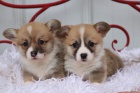 Prod�m kr�sn� mini �t��ata Pembroke Welsh Corgi.