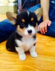 Pembroke Welsh Corgi �t��ata k adopci.