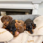 Prod�m zdrav� kr�tkosrst� �t��ata jezev��ka.