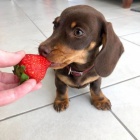 Kr�sn� a rozko�n� trpasli�� mini kr�tkosrst� �t���tka jezev��ka dostupn� a p�ipraven� k prodeji.