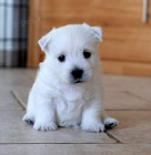 Prod�m �t��ata WESTIE.