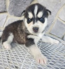 Prod�m rozko�n� sibi�sk� husky s kr�sn�ma modr�ma o�ima.