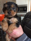 Prod�m mini toy �t��ata yorkie