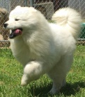 Samojed �t��ata