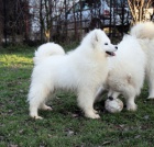 Samojed �t��ata
