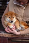 Japonsk� Shiba Inu