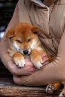 Japonsk� Shiba Inu