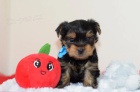 Prod�m mini �t��ata yorkie. �t��ata jsou v�echna o�kovan� a zdrav�