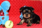 Prod�m mini �t��ata yorkie. �t��ata jsou v�echna o�kovan� a zdrav�