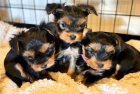 Prod�m mini �t��ata yorkie. �t��ata jsou v�echna o�kovan� a zdrav�