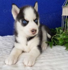 Prod�m �t��ata sibi�sk�ho huskyho s kr�sn�ma modr�ma o�ima