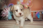 Prod�m zdrav� �t��ata Schnoodle.