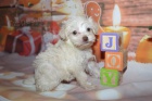 Prod�m zdrav� �t��ata Schnoodle.
