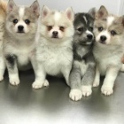 Prod�m �t��ata Pomskies (k��enec sibi�sk� husky a pomeranian)