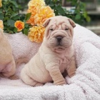 Prod�m zdrav� �t��ata o�kovan� shar-pei.