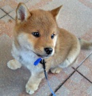 Prod�m �t��ata shiba inu