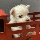 Prod�m �t��ata West Highland White Terriers mini O�KOVAN� A OD�ERVOVAN�