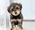 Prod�m kr�sn� �t���tka Mini SCHNOODLES.