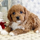 Cavapoo �t��ata k adopci.