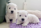 Prod�m mini �t��ata West Highland White Terriers