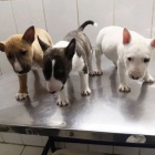 Prod�m kr�sn� �t��ata anglick�ho bulteri�ra.