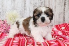Prod�m hygienicky a soci�ln� vy�kolen� �t��ata SHIH TZU