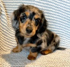 Prod�m miniaturn� trpasli�� dlouhosrst� kr�sn� �t��ata jezev��ka.