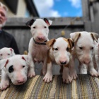 Prod�m mini �t��ata bulteri�ra