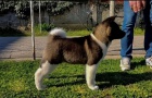 Americk� Akita �t��ata na prodej