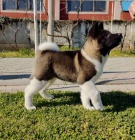 Americk� Akita �t��ata na prodej