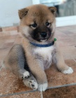 Shiba Inu �t��ata
