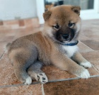 Shiba Inu �t��ata