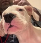 Argentinsk� doga �t��ata