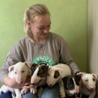 Prod�m o�kovan� a od�erven� �t��ata mini anglick�ho bulteri�ra.