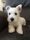 Prod�m mini mini �t��ata West Highland White Terriers